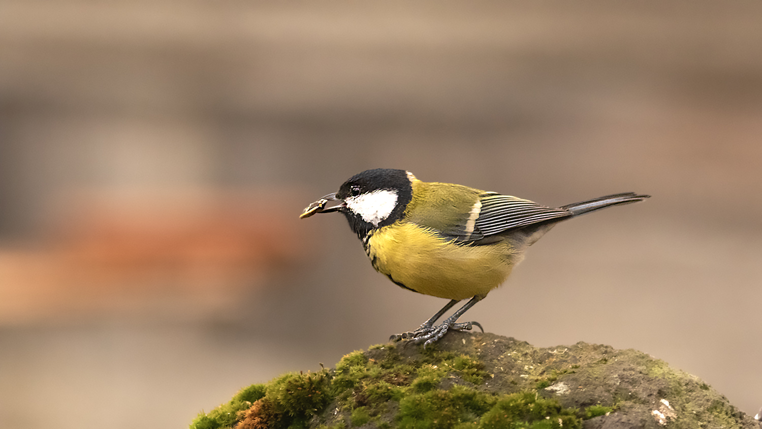 Great Tit